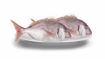 PARGO FRESCO INTEIRO KG