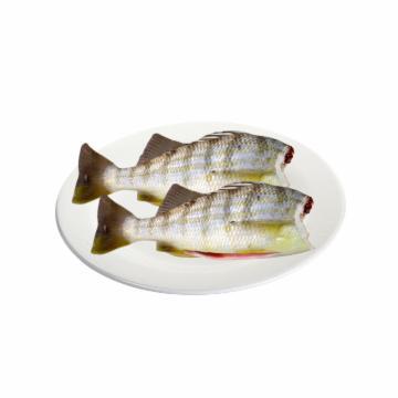 PEIXE RONCADOR LIMPO S/CAB FRESCO KG