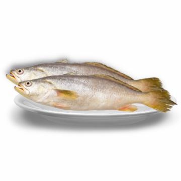 PESCADA FRESCA BRANCA INTEIRA KG