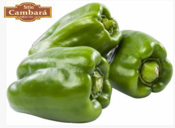 PIMENTAO VERDE SITIO CAMBARA ORGANICO 500G