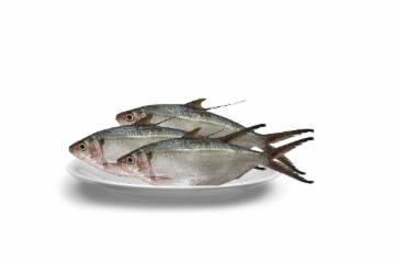 SARDINHA LAJE INTEIRA KG