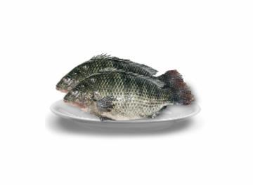 TILAPIA FRESCA INTEIRA KG