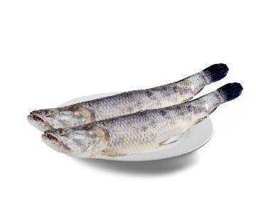 TRAIRA FRESCA INTEIRA KG