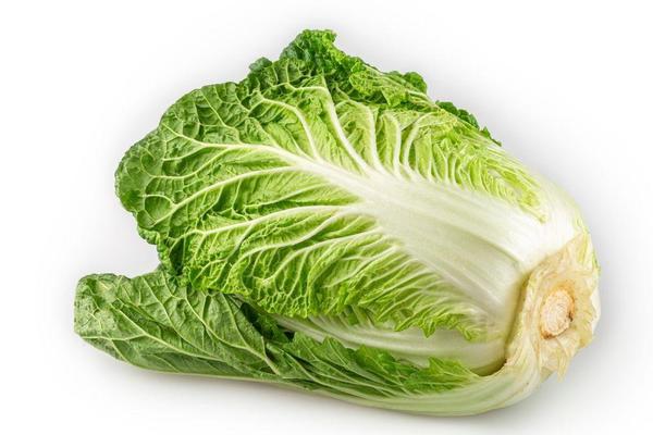 ACELGA MOLHO