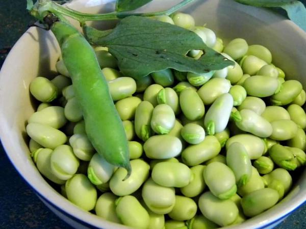 FAVA VERDE kg