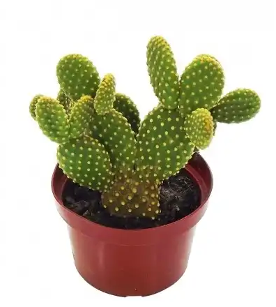 CACTUS MINI P06 1UN