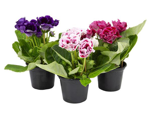 FLOR GLOXINIA P14 1UN