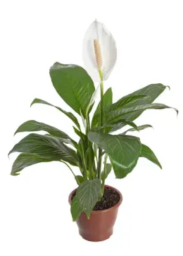 FLOR LIRIO DA PAZ P19 1UN