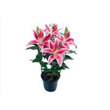 FLOR LIRIO VARIADO 1UN