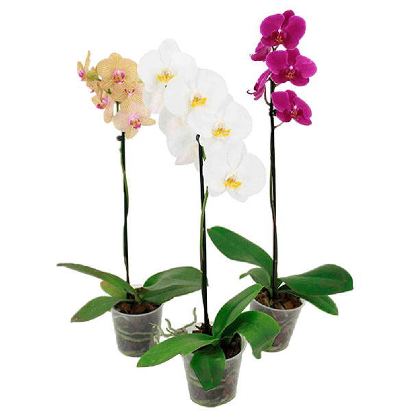 FLOR PHALAENOPSIS MIX P12 1UN