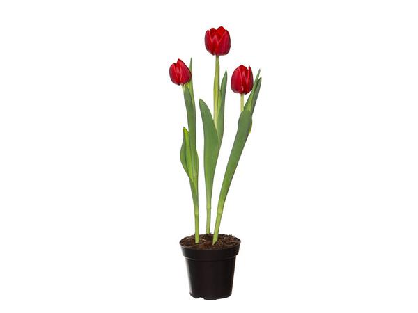 FLOR TULIPA PREMIUM P12 1UN
