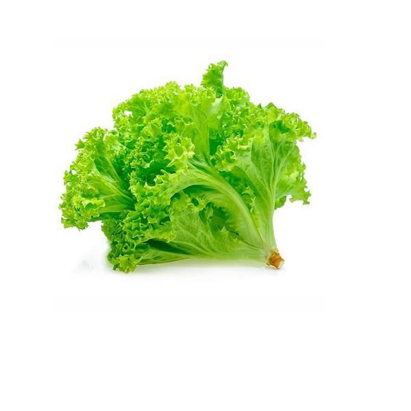 ALFACE HIDROPONICO UND