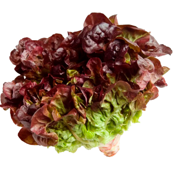 ALFACE ROXA HIDROPONICA UN