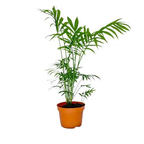 CHA MAEDOREA ELEGANS PT11