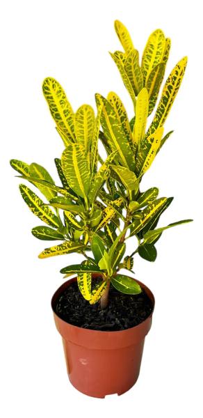 CROTON PT 17