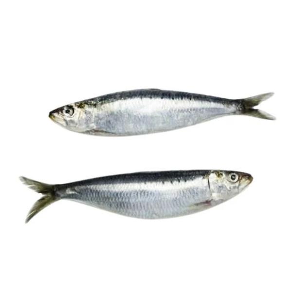 SARDINHA LAJE LIMPA KG