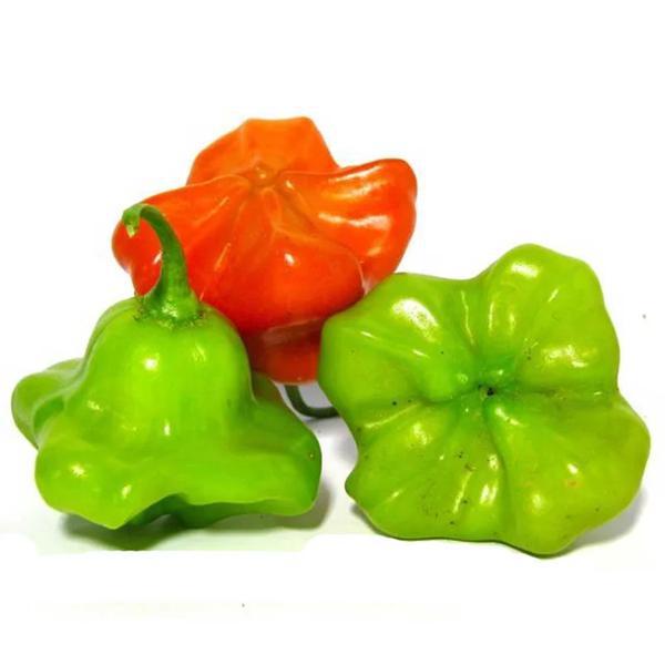 CAMBUCI KG