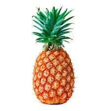 ABACAXI ORGANICA CAORE