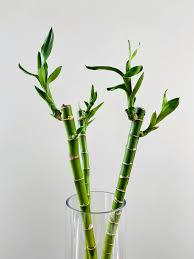 BAMBU DA SORTE UN