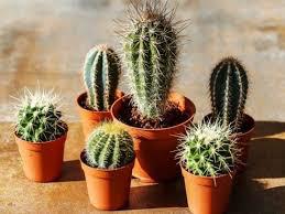 CACTOS DIVERSOS UN