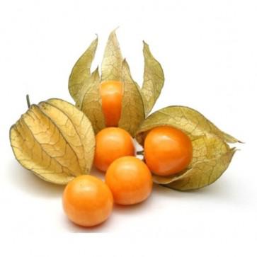 PHYSALIS ETNIA 100GR