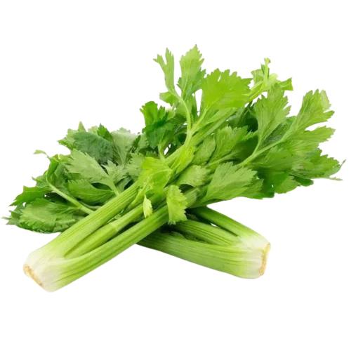 SALSAO SASSI UND