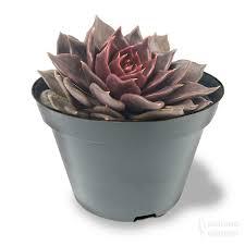 SUCULENTA POTE UND
