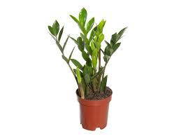 ZAMIOCULCAS P9 UND