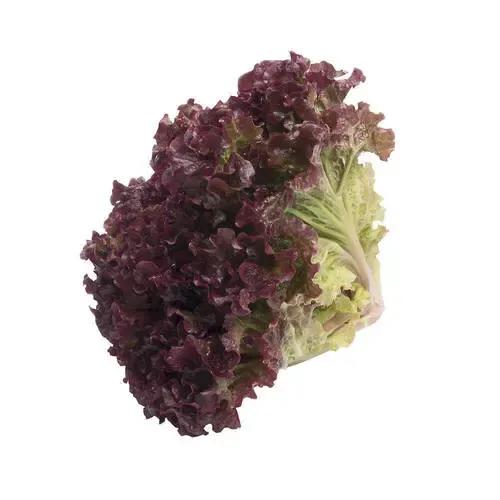 ALFACE HIDROPONICA ROXA