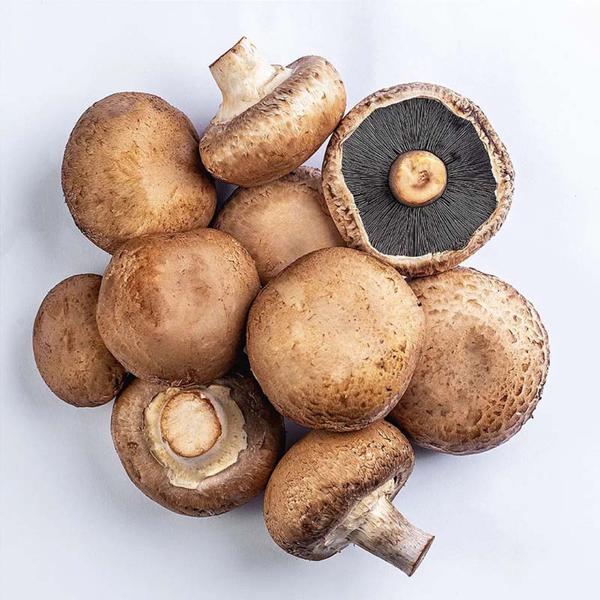 COGUMELO  BENASSI PORTOBELO