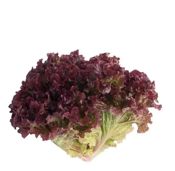 ALFACE CRESPA ROXA ORG 150G