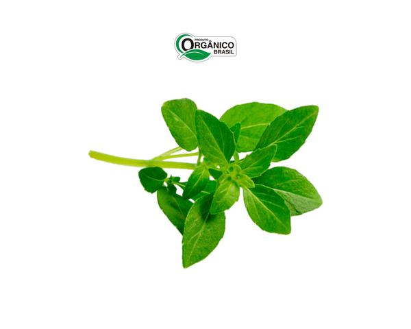 MANJERICAO ORGANICO 70G