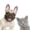 PET SHOP