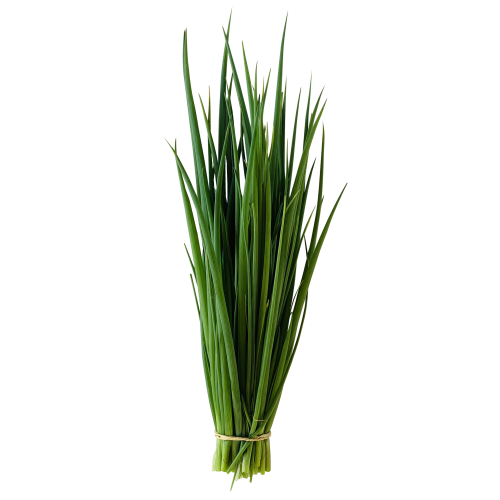 CEBOLINHA UND