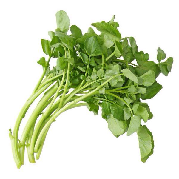AGRIAO HIDROPONICO UND UND