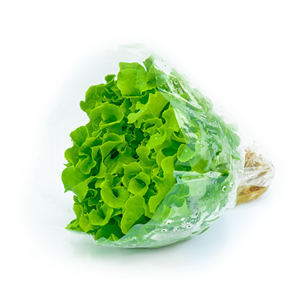 ALFACE MIMOS UN PRE LAVADA UND