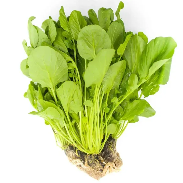 Agrião Hidropônico Unid Tanabe