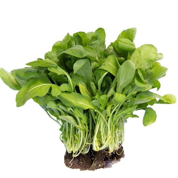 RUCULA HIDRO FOLH HIDROPONIC