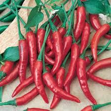 PIMENTA DEDO DE MOCA REALIZA UND