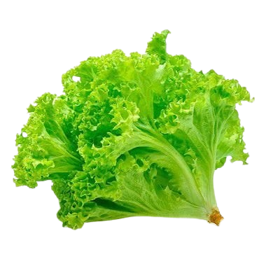 ALFACE CRESPA