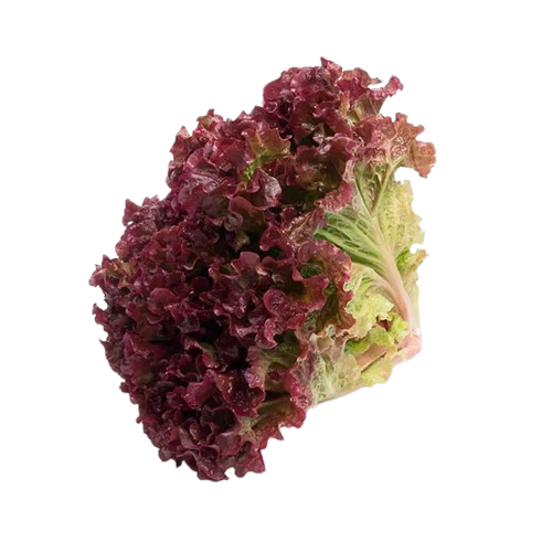ALFACE CRESPA ROXA