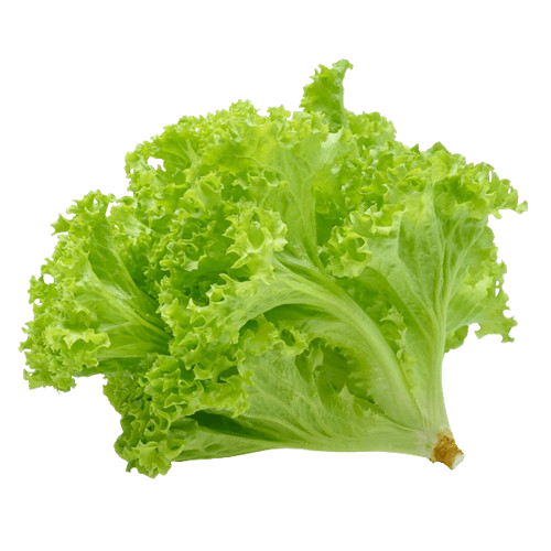 ALFACE HIDROPONICA