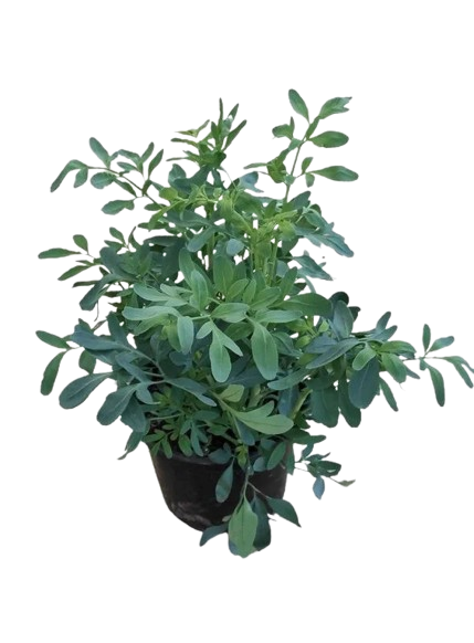 ARRUDA