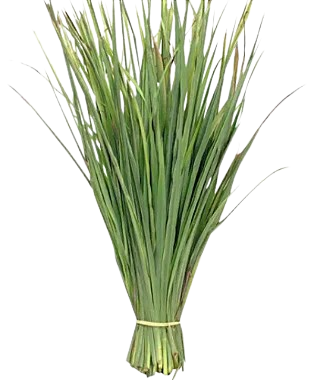CAPIM SANTO