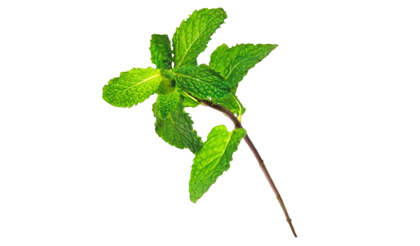 HORTELA