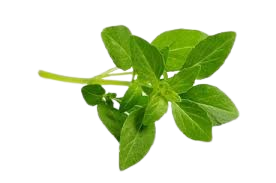 MANJERICAO