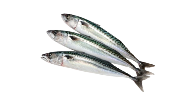 PEIXE CONG CAVALINHA INTEIRO