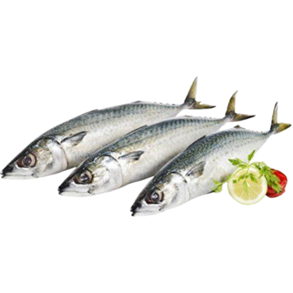 PEIXE CONG CAVALINHA INTEIRO