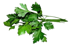SALSA GRAO TERRA 15G
