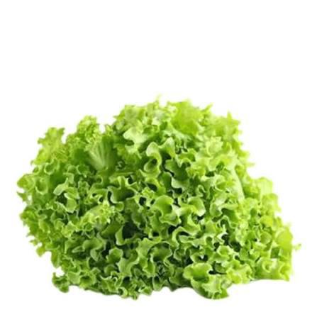 ALFACE HIDROPONICO UN NATUVERDE